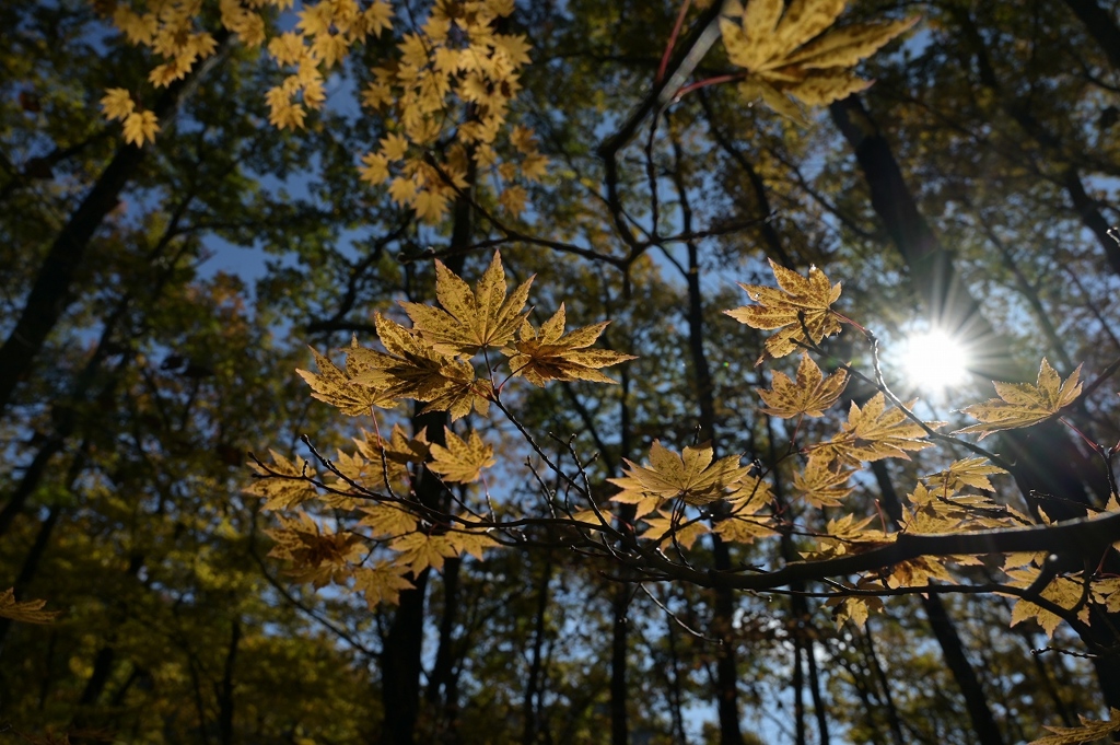 透かして見る綺麗じゃない紅葉
