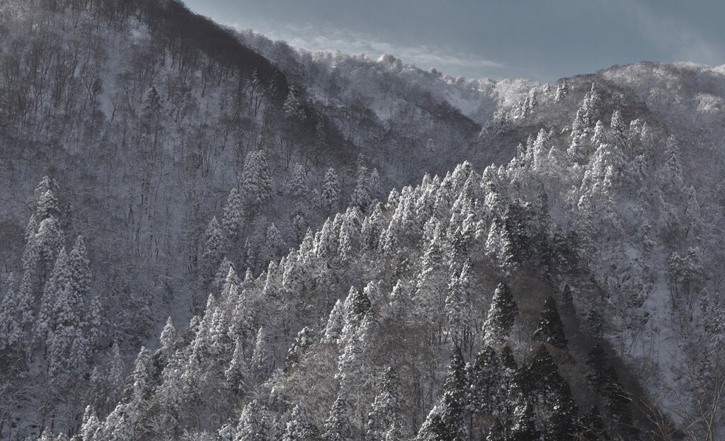 着雪