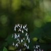 木陰のユキノシタ