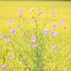 にっこにこ～　　(^^♪