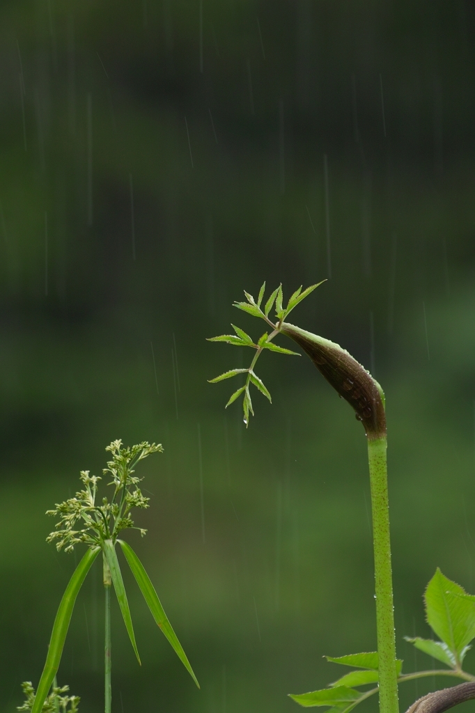 雨の日に　こんにちは