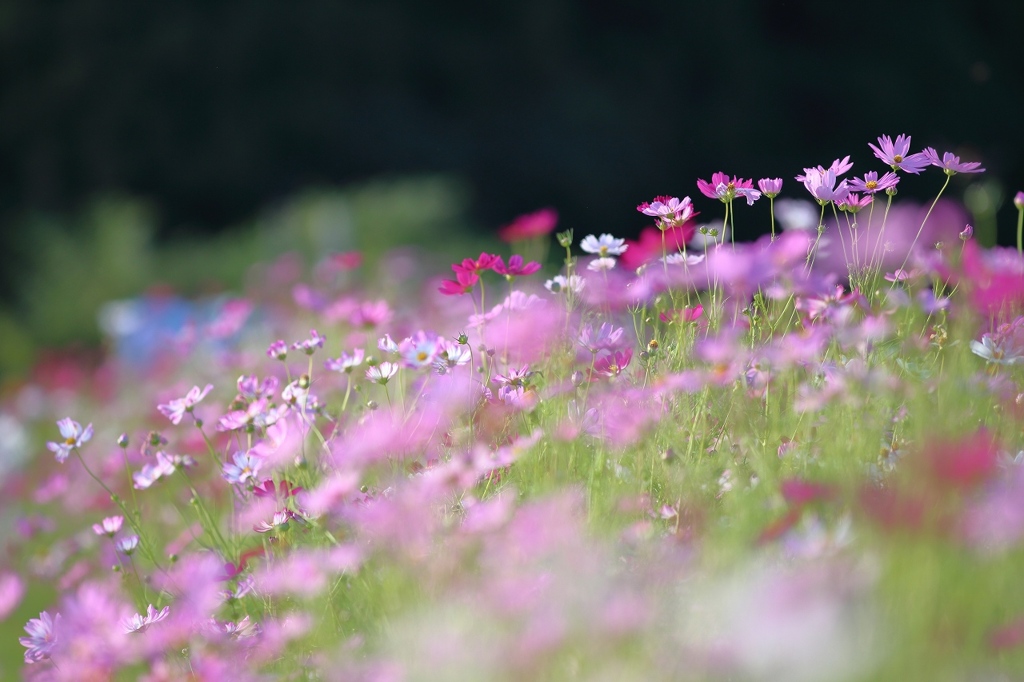 Ｓさん家の秋桜畑