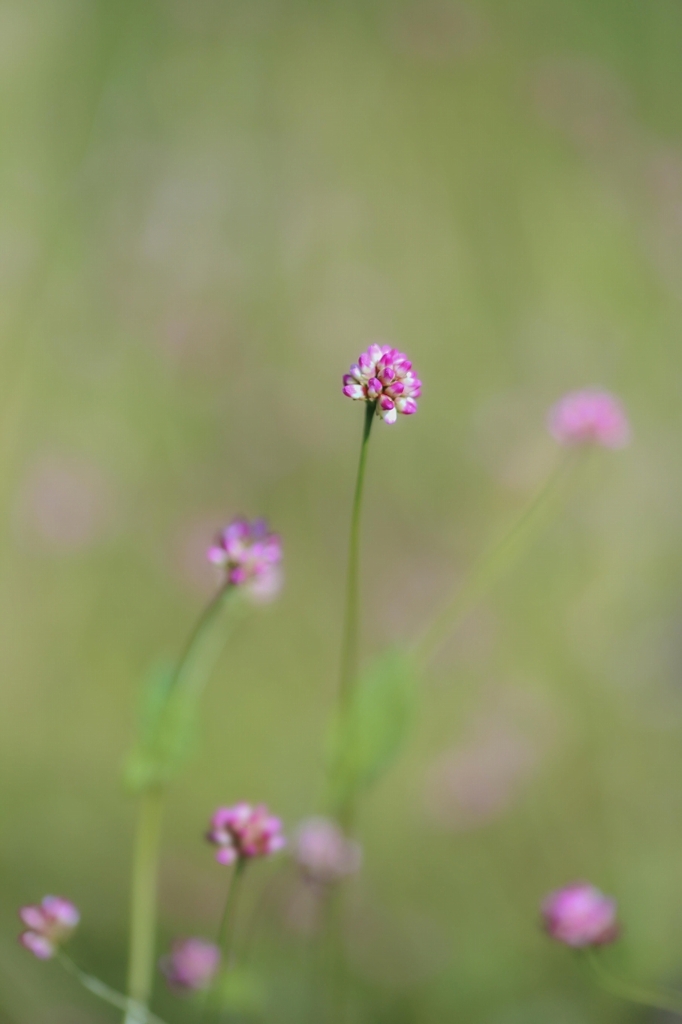 野の花