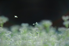 蕎麦の花の季節