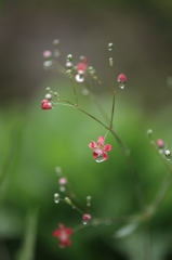 Ｔ・Ｆさんちの花畑