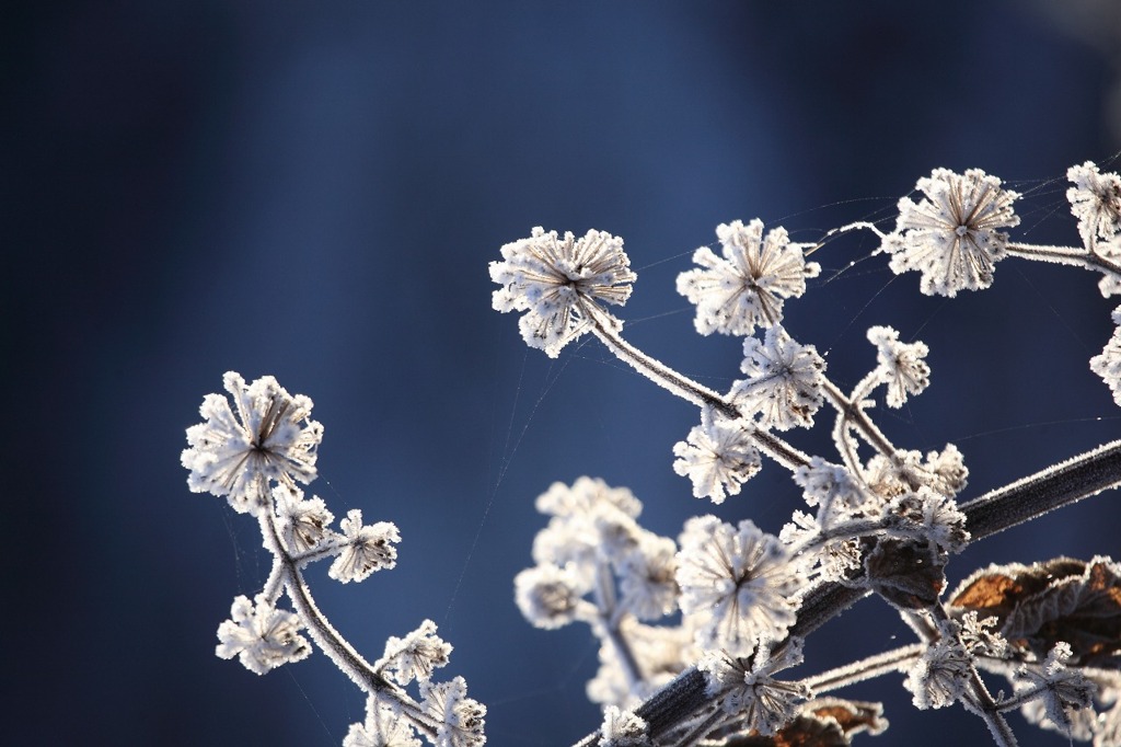 霜の花とクモの糸