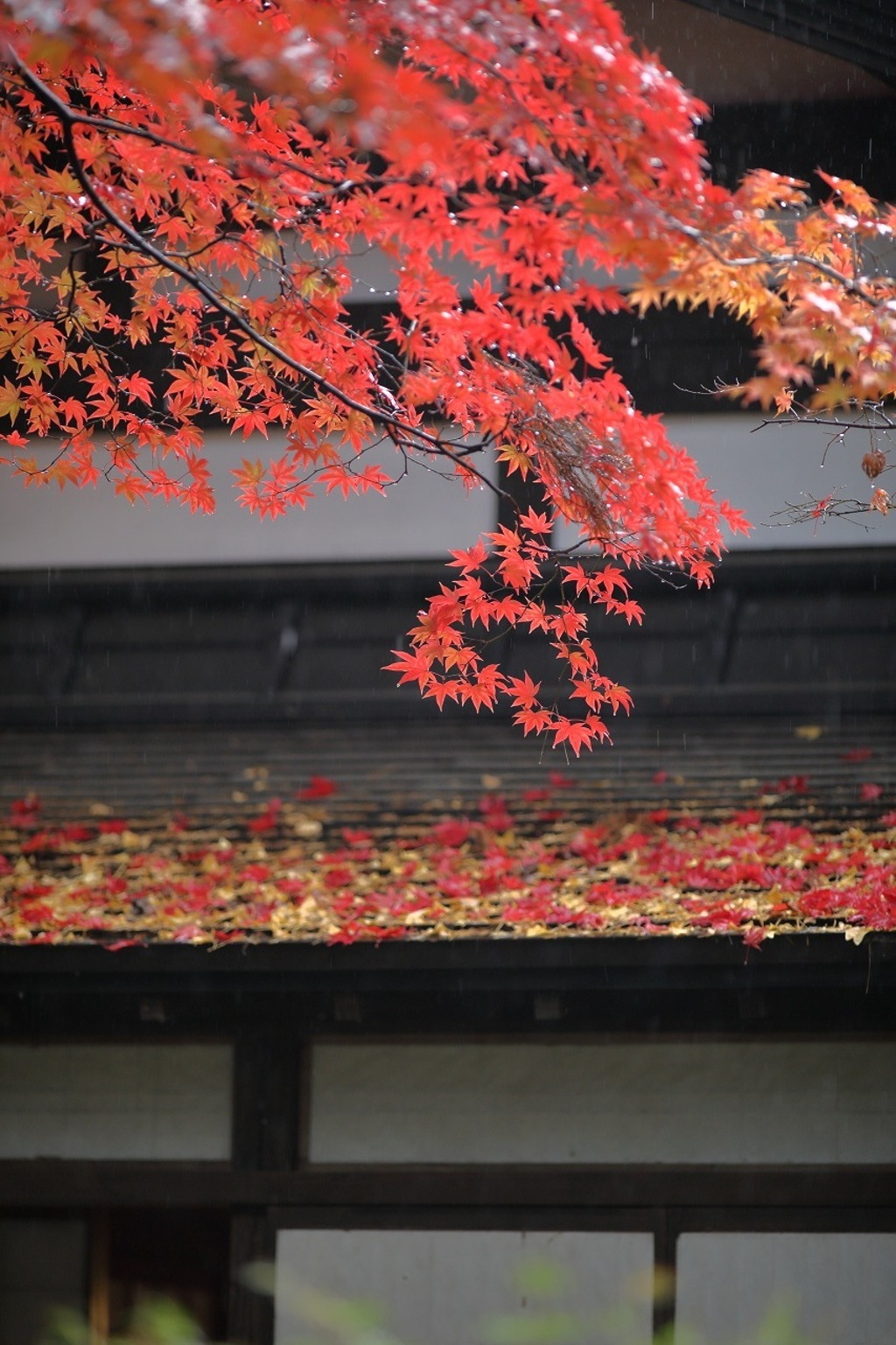 11月の雨