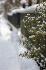 雪の武家屋敷通り　８