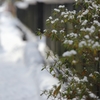 雪の武家屋敷通り　８