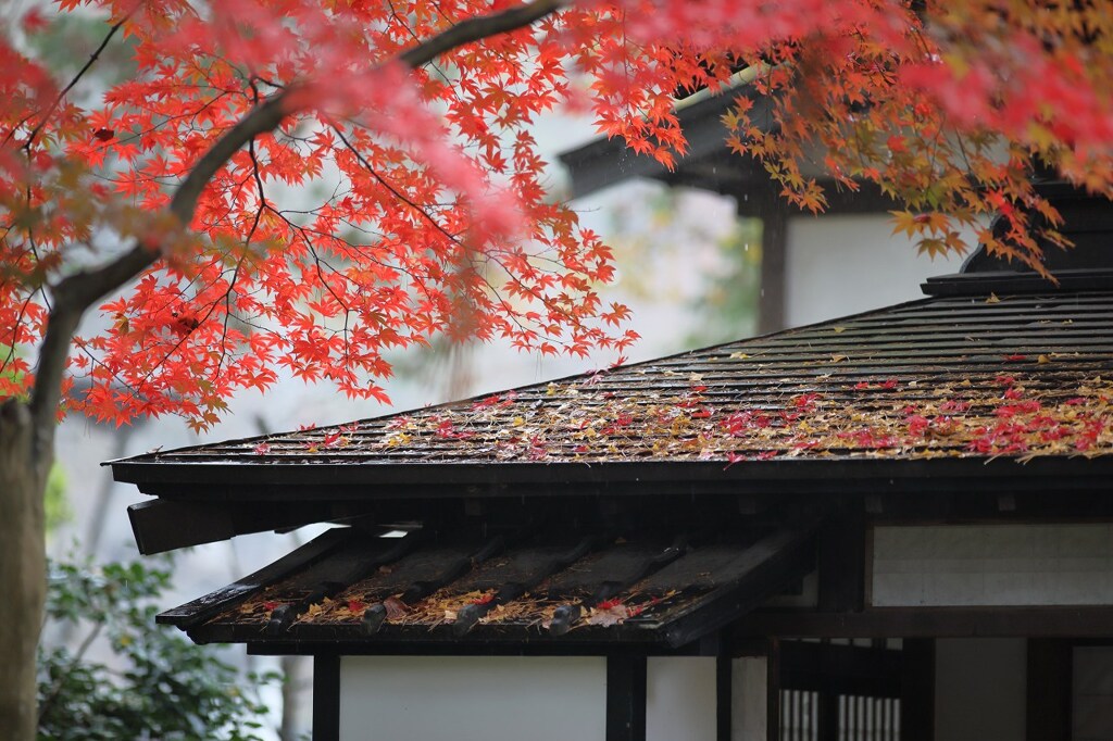 11月 の雨　２