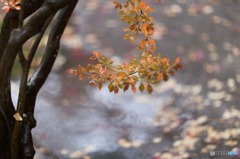 雨の武家屋敷通り　その１２