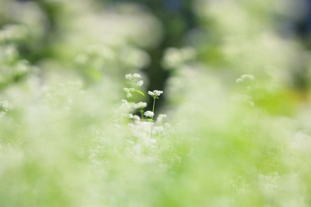 蕎麦の花の季節が