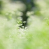 蕎麦の花の季節が