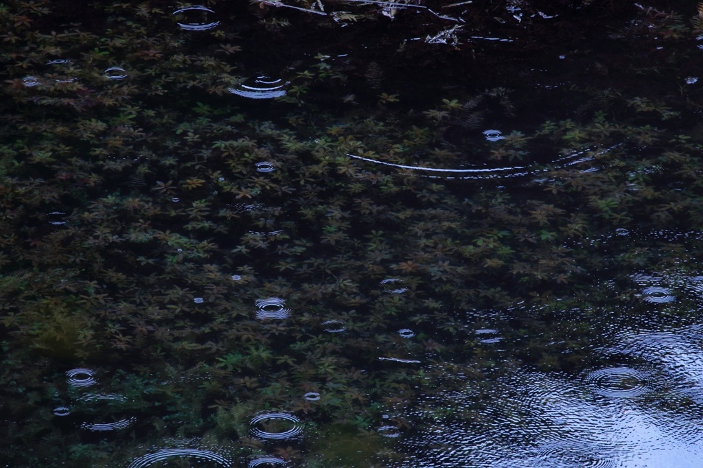 雨が