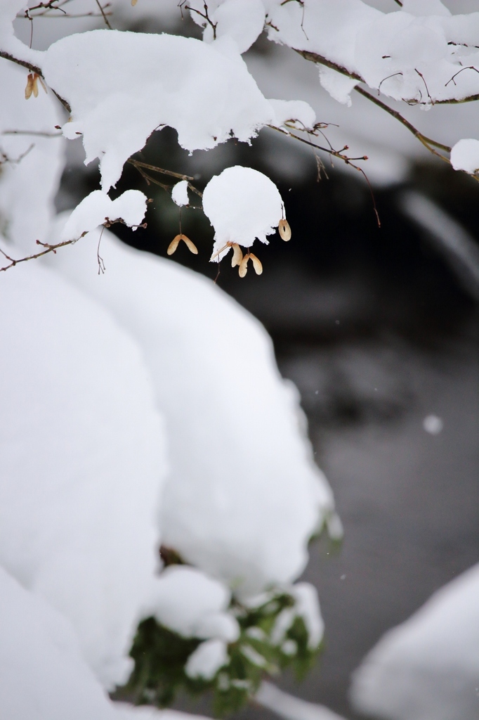 雪のヘリコプター　その２