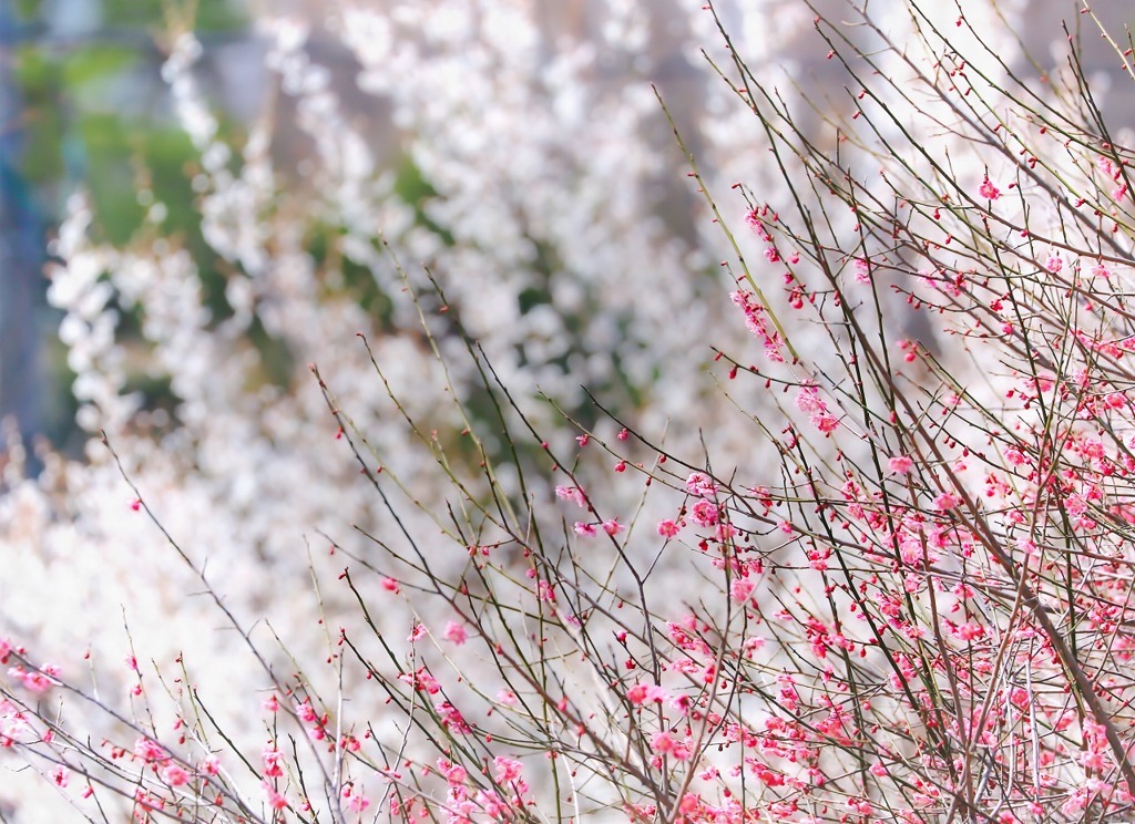 桜はまだかいな