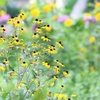 Ｈさんちの花畑