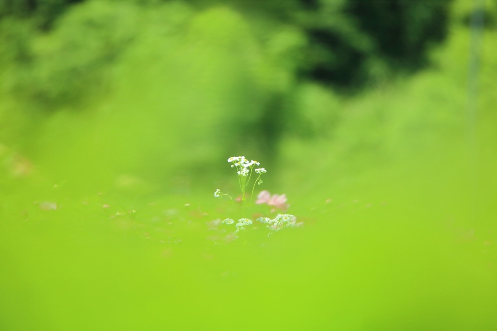 芍薬畑のハルジオンかヒメジョオン