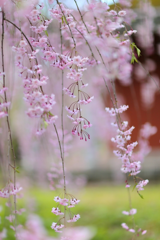 あゝ桜よ　Ⅱ