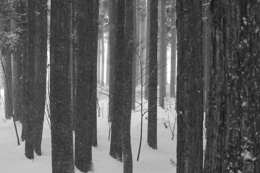 ホワイトアウトの日