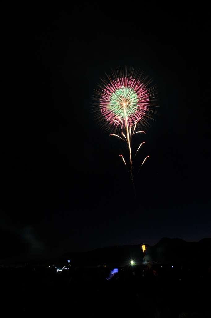 夜の向日葵