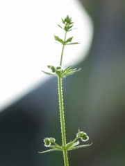 畑の隅のスカイツリー