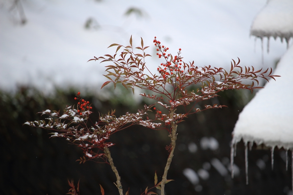 小雪