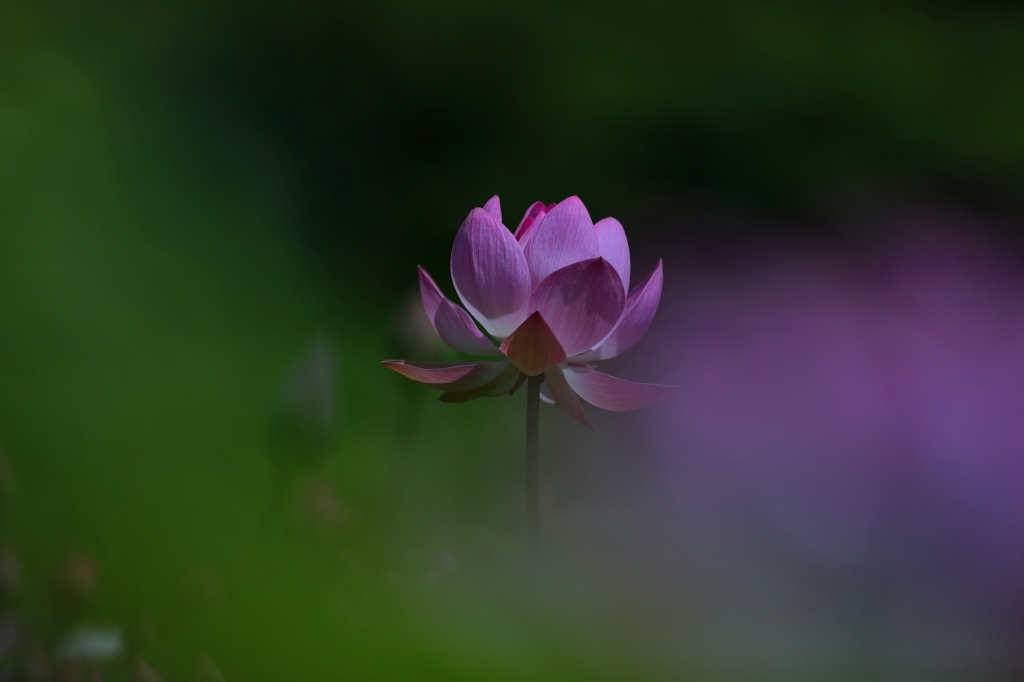 雲の上