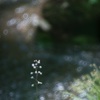 小川の囁き  -2