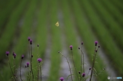 花から花へ