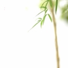 隣の竹林