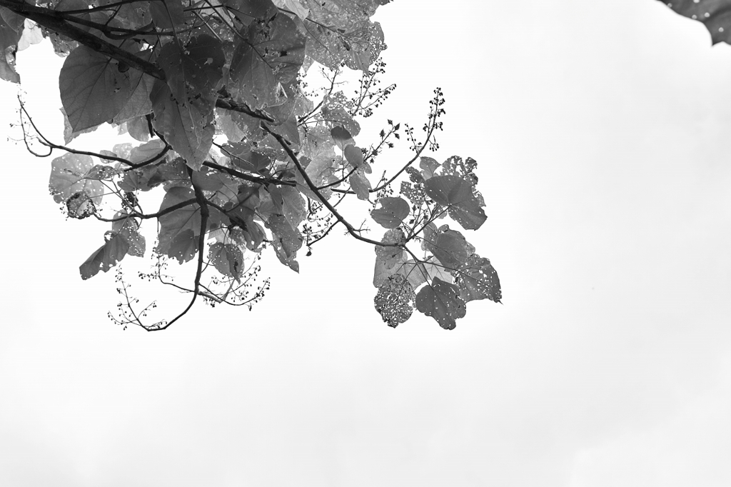 秋の空