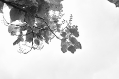 秋の空
