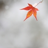 初雪の日