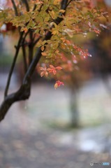 雨の武家屋敷通り　その１１