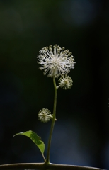 畑の隅の花火