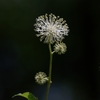 畑の隅の花火