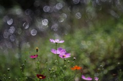 夏はすぎ風あざみ