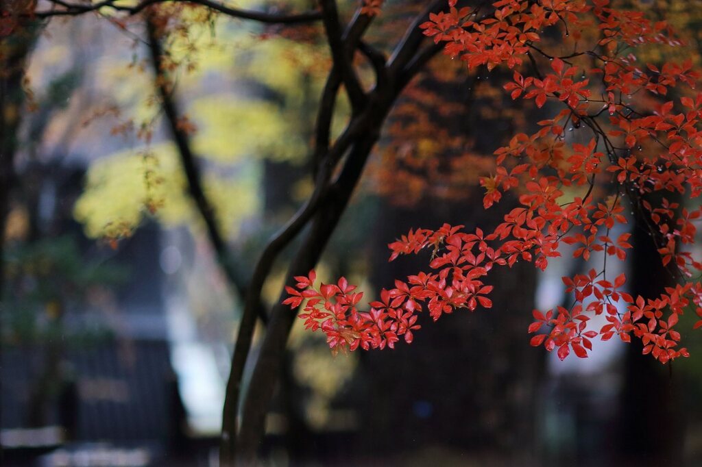 ５年前　雨の日　その３