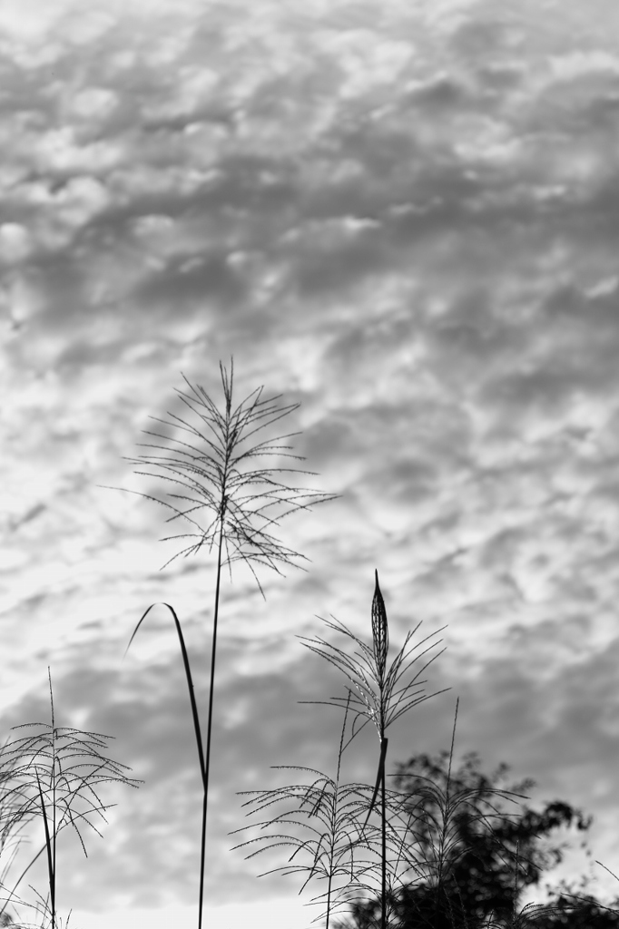 秋の空