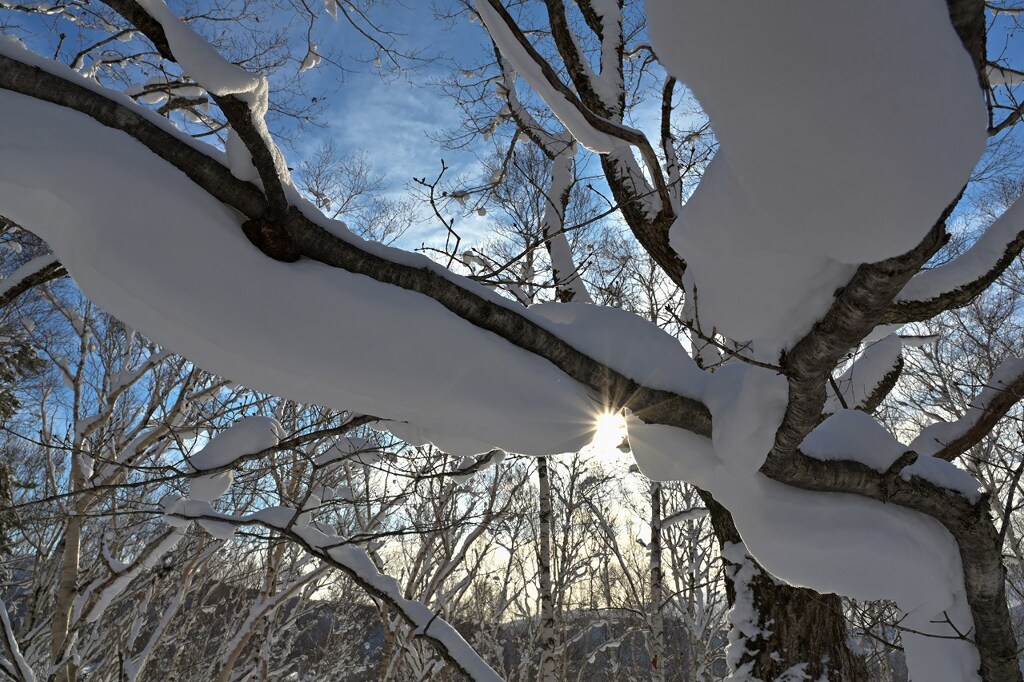 着雪の朝　その２