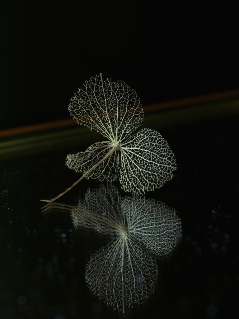 春の紫陽花