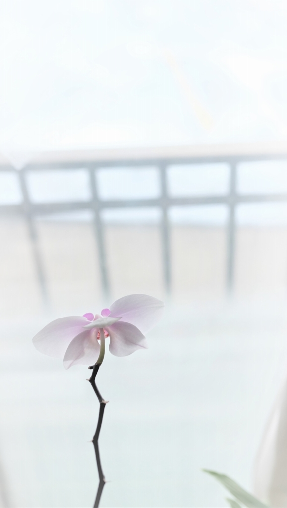 蝶になる　　2019
