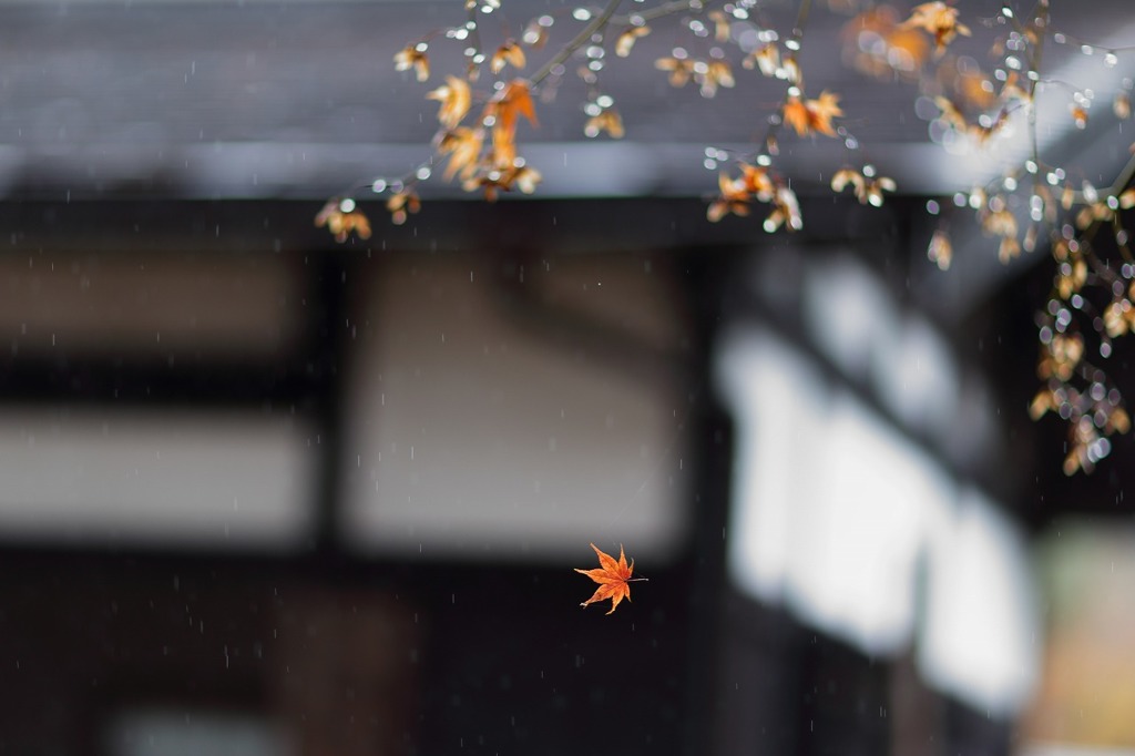 雨の武家屋敷通り　その 22