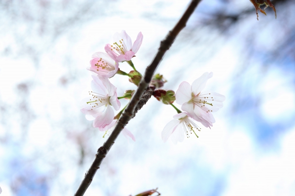咲いた