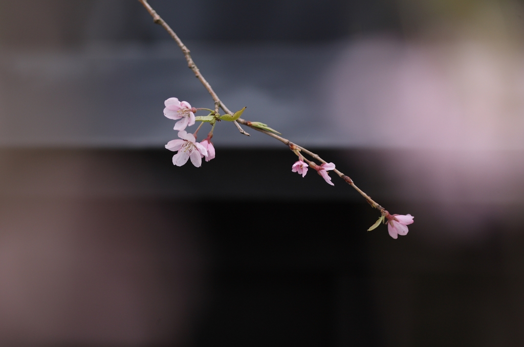 歓びのうた　Ⅷ