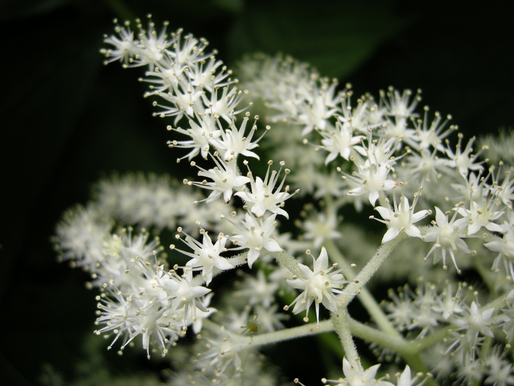 白い野の花 By 海と空のｐａｐａ Id 写真共有サイト Photohito