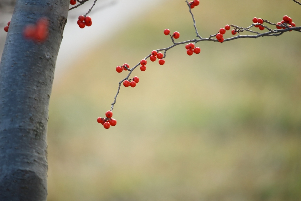 紅い実　２０１４