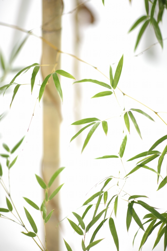 今年の隣の竹