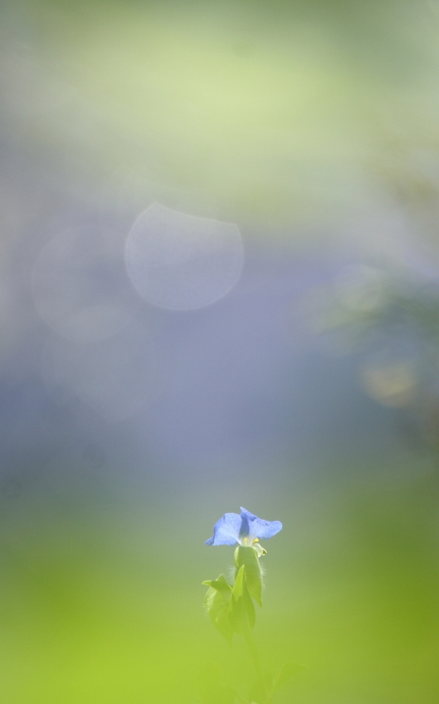 緑の雲の上